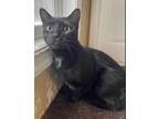 Adopt Lilith a All Black Domestic Shorthair / Mixed Breed (Medium) / Mixed