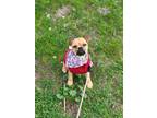 Adopt Wookie a Red/Golden/Orange/Chestnut Pug / Norwich Terrier / Mixed dog in