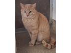 Adopt Turkey a Tan or Fawn Domestic Shorthair / Domestic Shorthair / Mixed cat