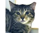 Adopt Tritt a Brown Tabby Domestic Shorthair / Mixed Breed (Medium) / Mixed