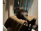 Adopt Boomer a All Black Domestic Shorthair / Domestic Shorthair / Mixed cat in