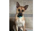 Adopt Forrest 2 a Tan/Yellow/Fawn Carolina Dog / Mixed dog in Phoenix