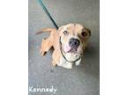 Adopt Kennedy a Tan/Yellow/Fawn American Pit Bull Terrier / Mixed dog in