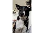 Adopt Raven a Black - with White Border Collie / Mixed dog in Los Angeles