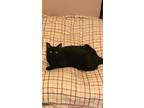 Adopt Lana (MP) a All Black Domestic Shorthair (short coat) cat in Little Falls