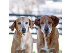 Adopt Lucas a Tan/Yellow/Fawn Labrador Retriever / Mixed dog in King City