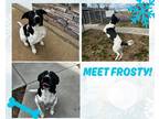 Adopt Frosty a White - with Black Mixed Breed (Large) / Mixed dog in Colonial