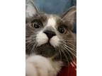 Adopt Hufflehop a Gray or Blue Domestic Longhair / Mixed (long coat) cat in