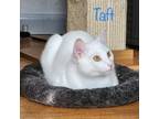 Adopt Taft a White Domestic Shorthair (short coat) cat in Alamo, CA (40614099)