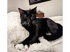 Adopt Crescent a Black (Mostly) Domestic Shorthair (short coat) cat in Overland