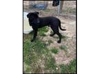 Adopt Merlin a Black Labrador Retriever / Mixed dog in Zebulon, NC (40613816)