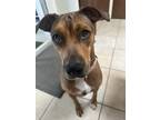 Adopt Rose a Red/Golden/Orange/Chestnut - with Black Black Mouth Cur / Rhodesian
