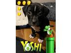 Adopt Yoshi a Black - with White Pit Bull Terrier / Mixed dog in Jefferson City