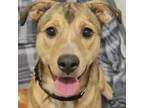 Adopt Franny a Red/Golden/Orange/Chestnut - with White Mixed Breed (Medium) /