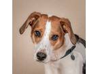 Adopt Dodger a Tricolor (Tan/Brown & Black & White) Mixed Breed (Medium) / Mixed