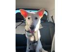 Adopt Belle a White Shepherd (Unknown Type) / Mixed dog in Duluth, GA (40613487)