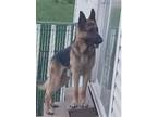 Adopt Freddy a German Shepherd Dog / Mixed dog in Mauston, WI (40613323)