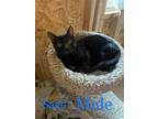 Adopt Sage-C KL in MS a Domestic Shorthair / Mixed (short coat) cat in