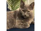 Adopt Rubi [CP] a Tortoiseshell Domestic Shorthair / Mixed (short coat) cat in