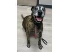 Adopt Roscoe a Brindle - with White Mixed Breed (Large) / Mixed dog in