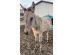 Adopt Zola a Buckskin Donkey/Mule/Burro/Hinny horse in Greeneville