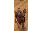 Adopt Leyla a Red/Golden/Orange/Chestnut Chiweenie / Mixed dog in Seven Hills