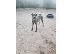 Adopt Ranger a Merle Great Dane / Catahoula Leopard Dog / Mixed dog in Los