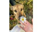 Adopt Iris a Gray/Blue/Silver/Salt & Pepper German Shepherd Dog dog in Los
