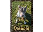 Adopt Diebold a White Terrier (Unknown Type, Medium) / Mixed Breed (Medium) /