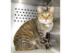 Adopt Claudia a Gray, Blue or Silver Tabby Domestic Shorthair / Mixed Breed