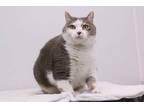 Adopt Fatima a White Domestic Shorthair / Domestic Shorthair / Mixed cat in