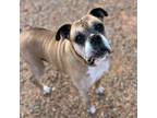 Adopt Henry a Tan/Yellow/Fawn Boxer / Mixed (short coat) dog in Tulsa