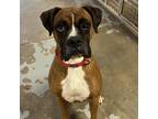 Adopt Sooner a Tan/Yellow/Fawn Boxer / Mixed (short coat) dog in Tulsa