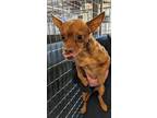 Adopt Mushu a Brown/Chocolate Mixed Breed (Small) / Mixed dog in Leander