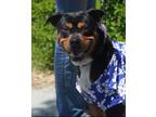 Adopt Bandit a Brown/Chocolate Rottweiler / Mixed dog in Tracy, CA (40071092)