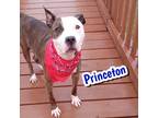 Adopt Princeton a Brown/Chocolate Terrier (Unknown Type, Medium) / Mixed Breed