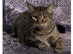 Adopt Mimosa a Brown or Chocolate Domestic Shorthair / Domestic Shorthair /