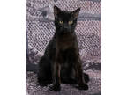Adopt Orion a All Black Domestic Shorthair / Domestic Shorthair / Mixed cat in
