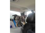 Adopt Rex a Brindle American Pit Bull Terrier / Mixed Breed (Medium) / Mixed