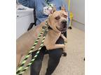 Adopt Rosa a Tan/Yellow/Fawn Cane Corso / Mixed dog in Philadelphia