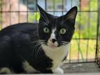 Adopt Tux a Black & White or Tuxedo Domestic Shorthair / Mixed (short coat) cat