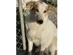 Adopt Harlow a White - with Tan, Yellow or Fawn Australian Shepherd / Shepherd