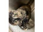 Adopt Queen a Domestic Shorthair / Mixed cat in Portsmouth, VA (40521517)
