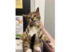 Adopt Evermore a Domestic Shorthair / Mixed (short coat) cat in Ridgely