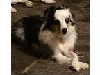 Adopt Snoopy a Merle Australian Shepherd / Mixed dog in Parker, KS (40607983)