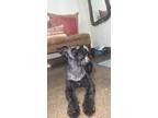 Adopt Beau a Black Schnauzer (Miniature) / Mixed dog in Miami, FL (40607707)