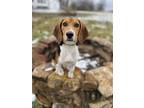 Adopt Hatchet a Tricolor (Tan/Brown & Black & White) Beagle / Mixed dog in