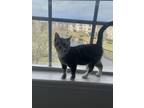 Adopt Ivy a Brown Tabby Domestic Shorthair / Mixed (short coat) cat in