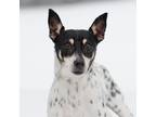 Adopt Rags a Black - with White Rat Terrier / Mixed dog in King City