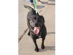 Adopt Nyx a Black Labrador Retriever / Mixed dog in Knoxville, IA (39581886)